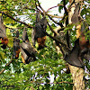 Fruit Bats or Indian Flying foxes