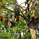 Fruit Bats or Indian Flying foxes