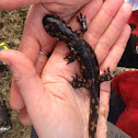 Eastern Tiger Salamander