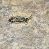 Andrenid bee (male)