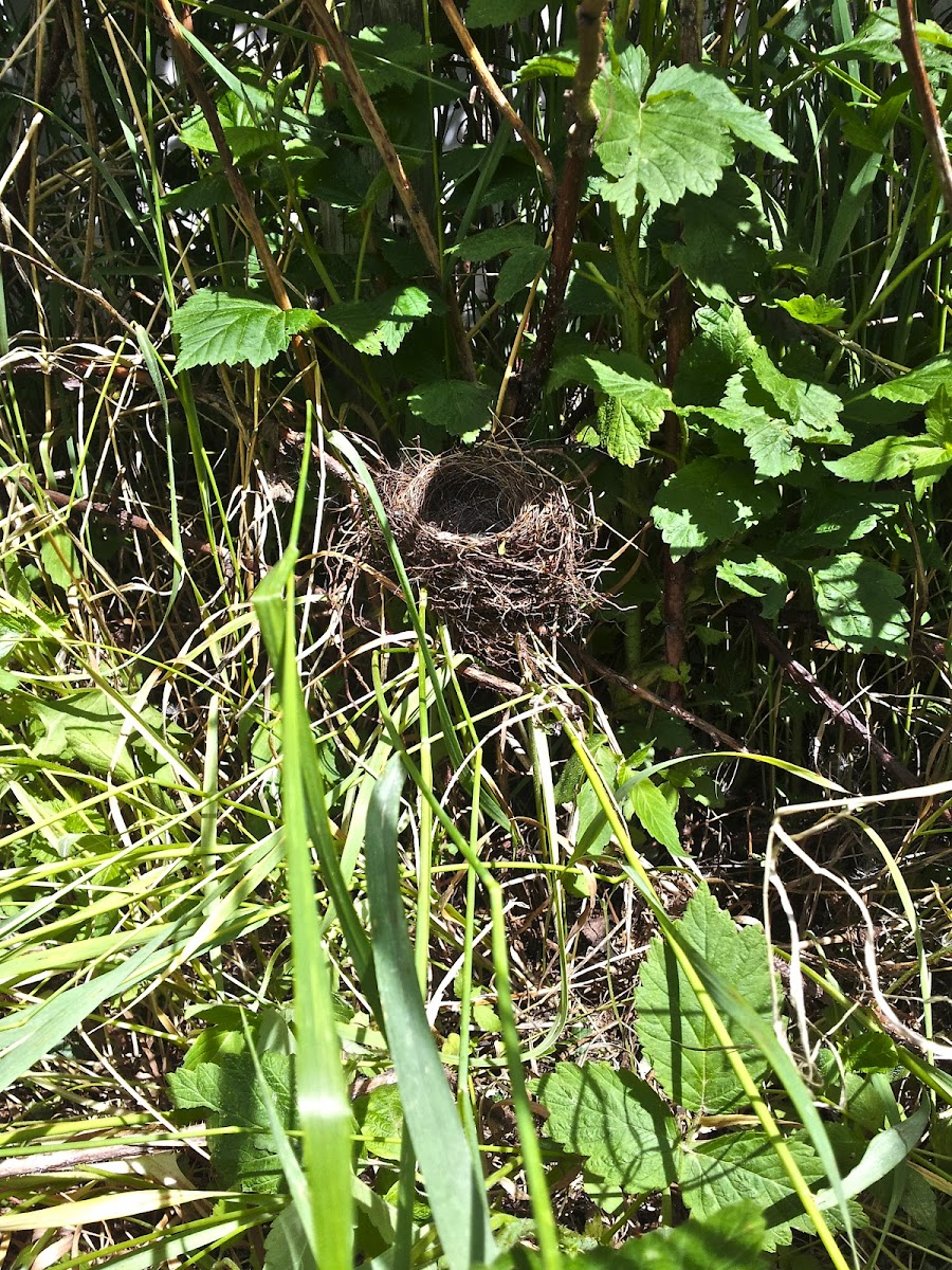 Hermit Thrush (eggs and nest)