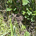 Hermit Thrush (eggs and nest)