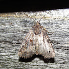 Broken-lined Brocade