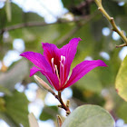 Orchid tree, गुलाबी कचनार