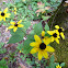 Woodland Coneflower