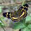 Pale-banded Crescent Butterfly