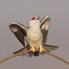Black - winged Kite