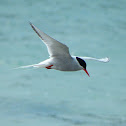 Arctic Tern