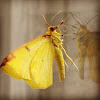 Yellow Brimstone Moth