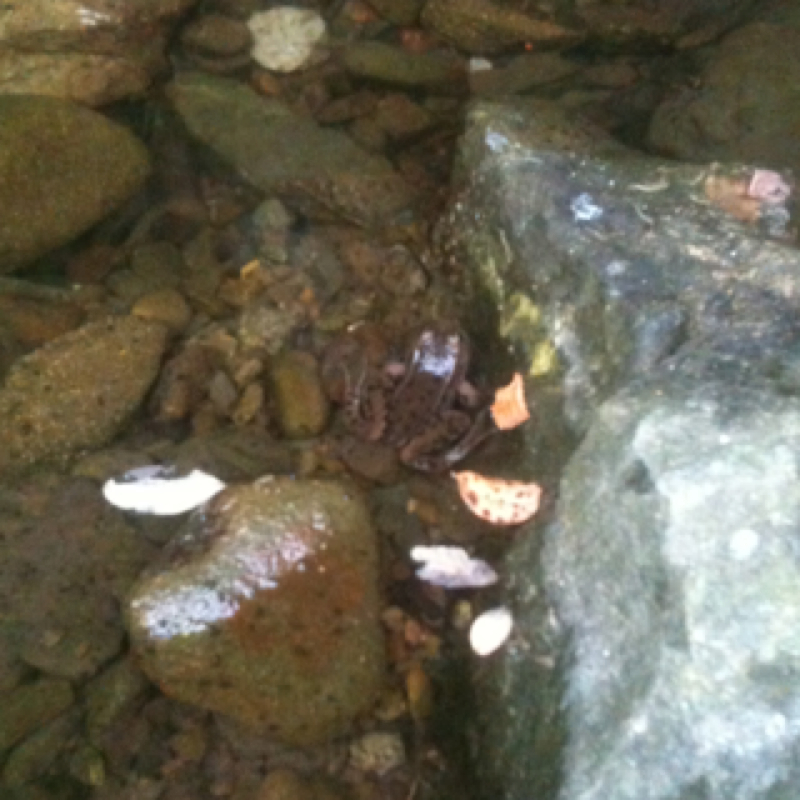 Rana del fiume - Italian stream frog