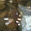 Rana del fiume - Italian stream frog