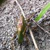 Large green grasshoper