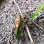 Large green grasshoper