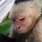 White-faced Capuchin