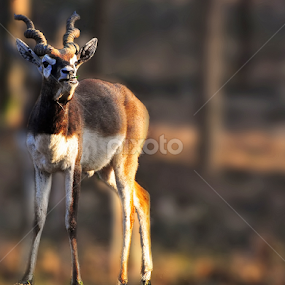 Alert...! by Kallol Kr Roy - Animals Other Mammals