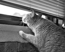 Just A Sniff by Amy Clark -  