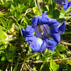 Trumpet Gentian