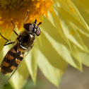 Hover fly