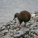 Weka