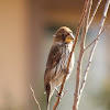 Thick-billed Weaver (Female)