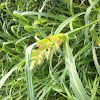 Common Barnyard Grass