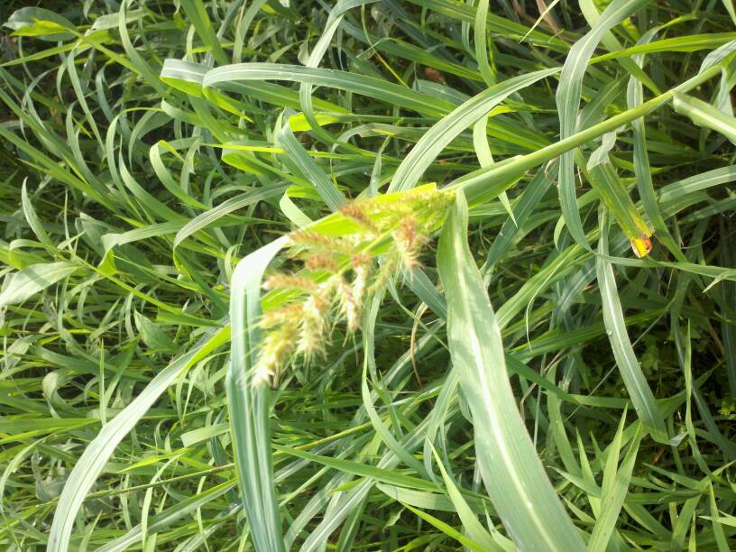 Common Barnyard Grass