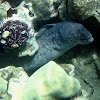 Peppered Moray Eel