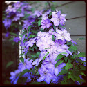 Clematis