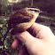 Carolina Wren