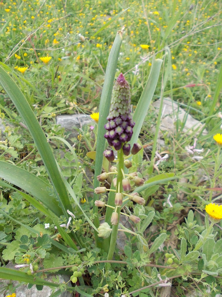 Tassel Hyacinth (Μούσκαρι το εύκοσμον -βολβοί)
