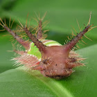 Saddleback caterpillar