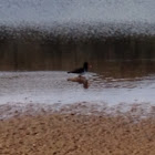 Pied Oystercatcher