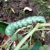 Tomato Hornworm