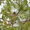 Madagascar paradise flycatcher
