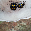 fungus beetle