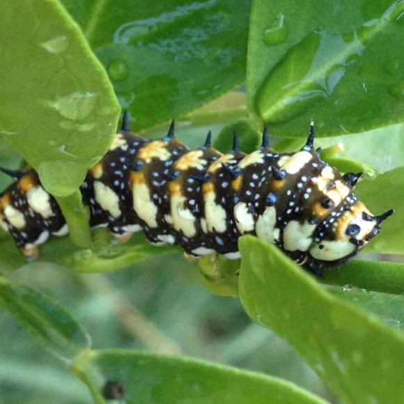 Dainty Swallowtail Caterpillar, Dingy Swallowtail Caterpillar. Citrus Swallowtail Butterfly