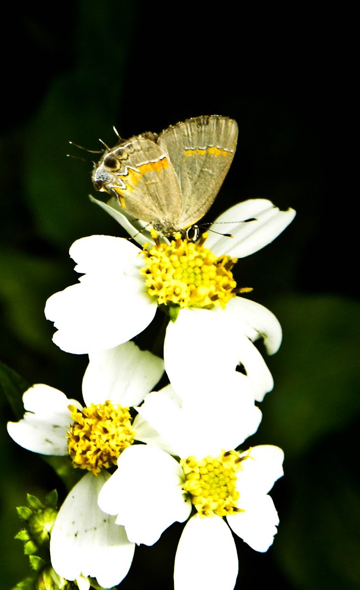 Red-Banded Hairstreak Butterfly