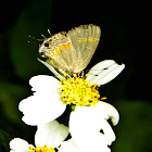 Red-Banded Hairstreak Butterfly