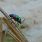 Lychee Shield bug