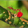 Hantik, Weaver Ants
