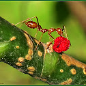 Hantik, Weaver Ants
