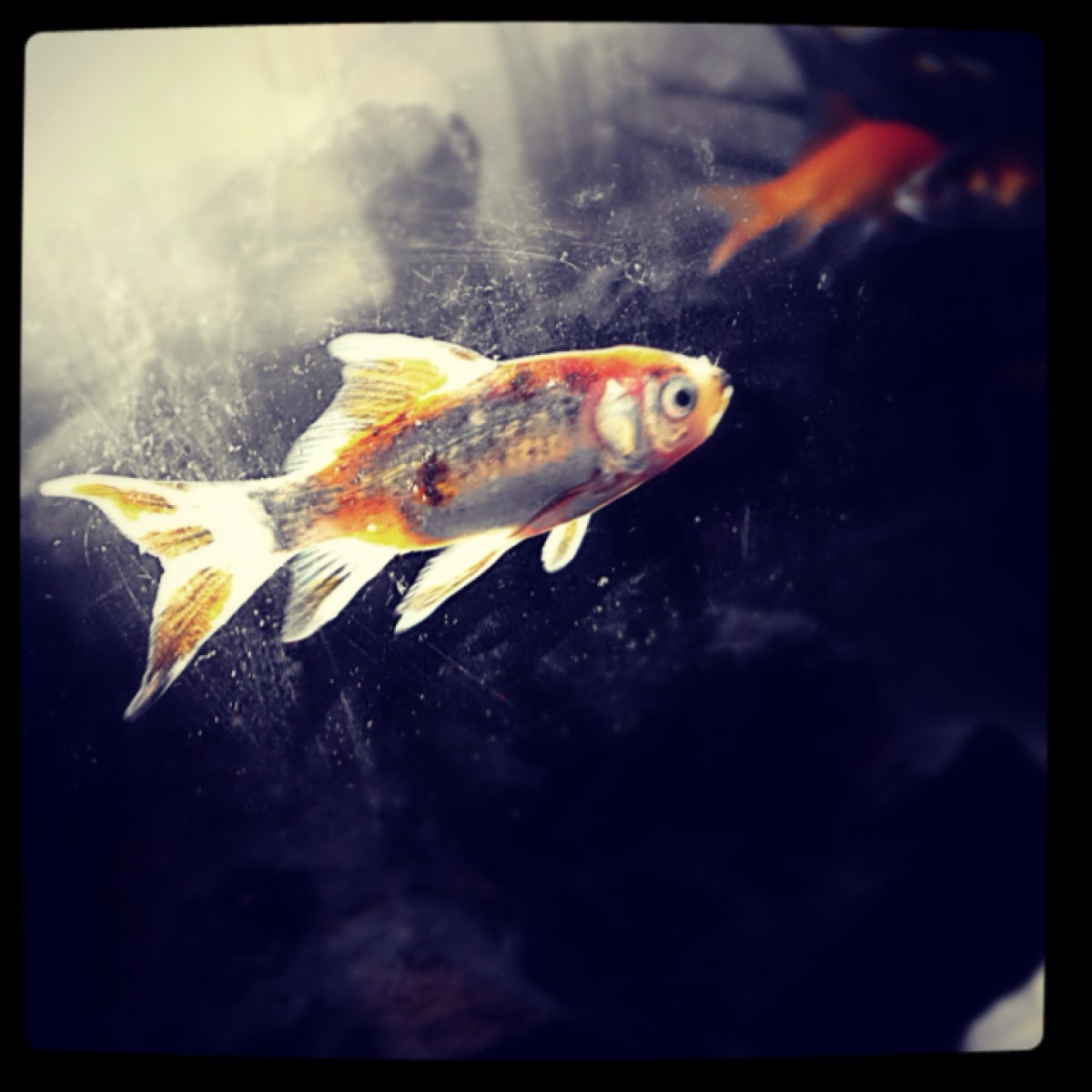 Shubunkin Goldfish
