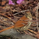 brown thrasher