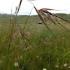 Red grass/ Red oat grass