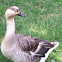 Domestic Goose or hybrid