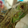 Green Iguana