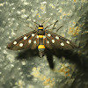 spotted moth
