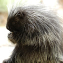 North American Porcupine