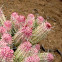 Indian Corn Cob Cactus
