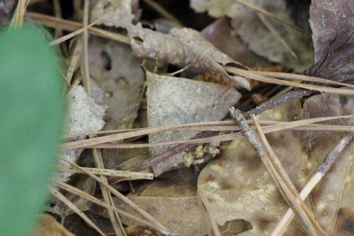 Litter Moth (Subfamily Herminiinae)